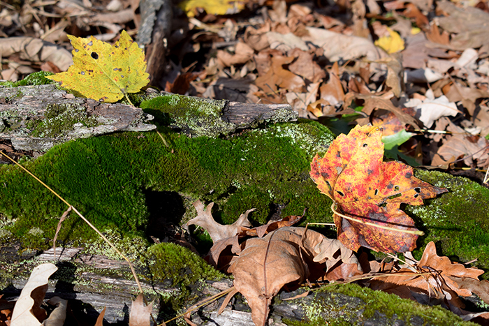 Fall in Delaware Township by Carla Kelly-Mackey.